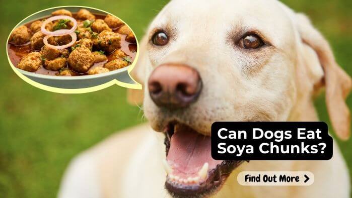 Can Dogs Eat Soya Chunks