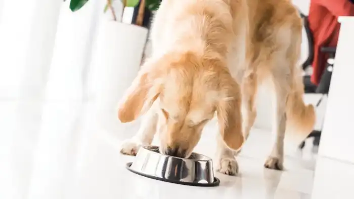 Can Dogs Eat Spanish Rice?