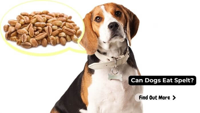 Can Dogs Eat Spelt