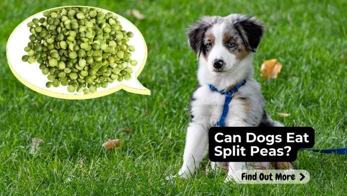 Can Dogs Eat Split Peas