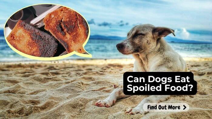 Can Dogs Eat Spoiled Food