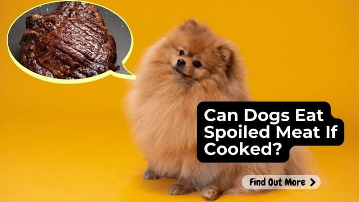 Can Dogs Eat Spoiled Meat If Cooked