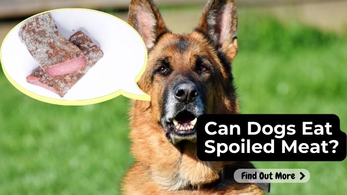 Can Dogs Eat Spoiled Meat