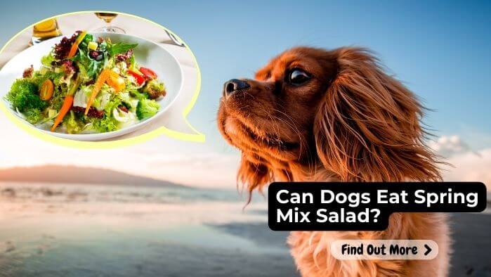 Can Dogs Eat Spring Mix Salad