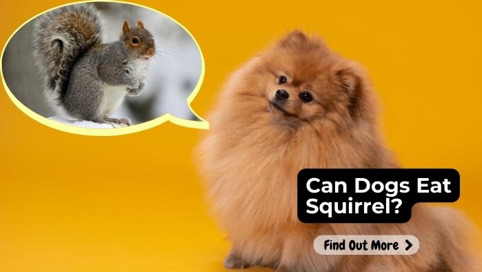 Can Dogs Eat Squirrel