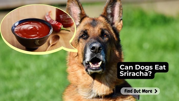 Can-Dogs-Eat-Sriracha
