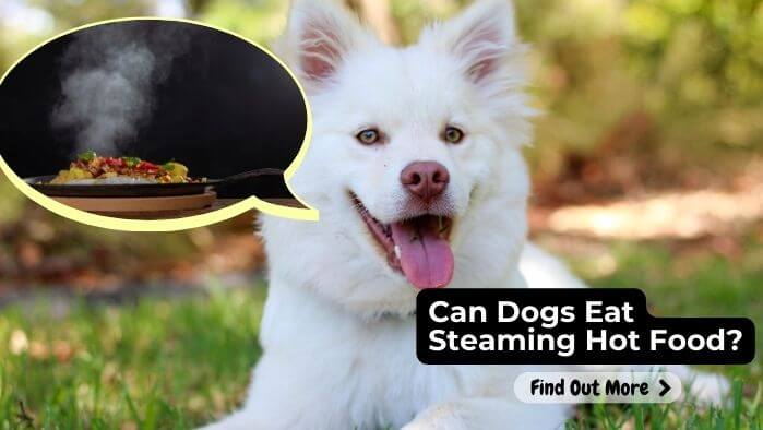 Can Dogs Eat Steaming Hot Food?