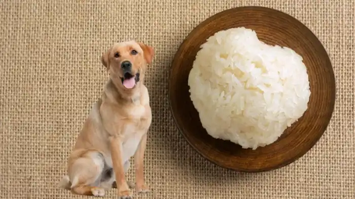 Can-Dogs-Eat-Sticky-Rice