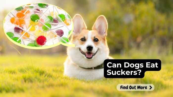 Can Dogs Eat Suckers