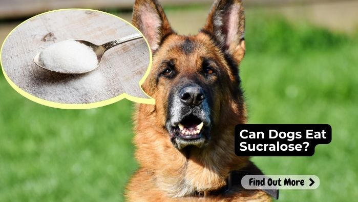 Can Dogs Eat Sucralose