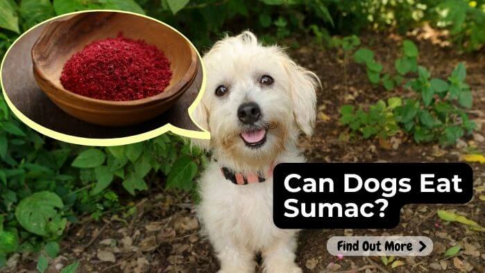 Can Dogs Eat Sumac