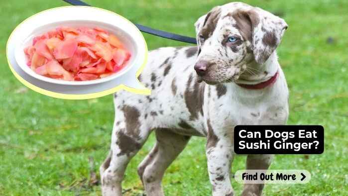 Can Dogs Eat Sushi Ginger