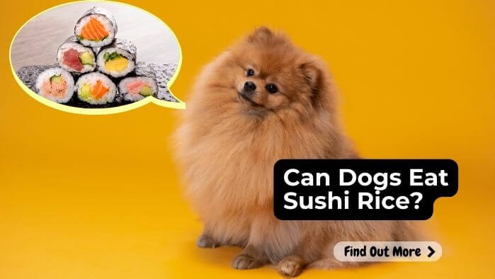 Can Dogs Eat Sushi Rice