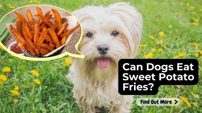 Can Dogs Eat Sweet Potato Fries