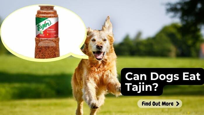 Can Dogs Eat Tajin