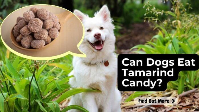 Can Dogs Eat Tamarind Candy