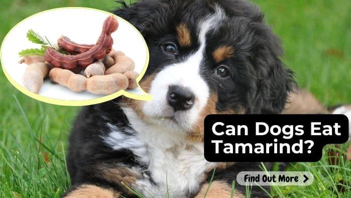 Can Dogs Eat Tamarind