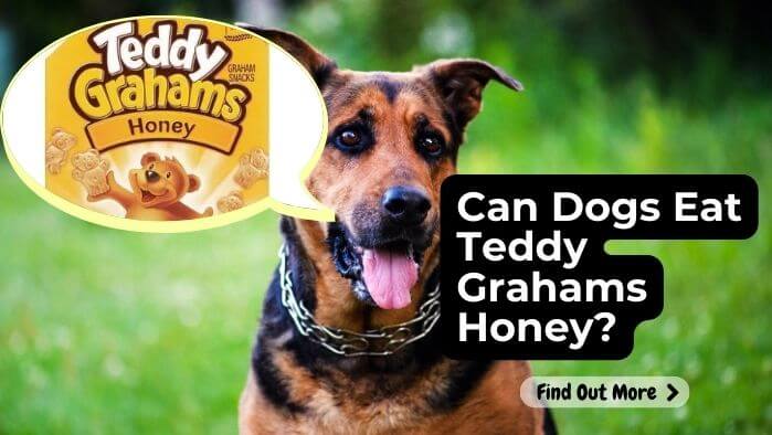 Can Dogs Eat Teddy Grahams Honey