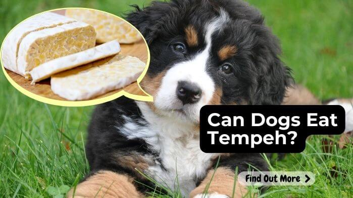 Can Dogs Eat Tempeh