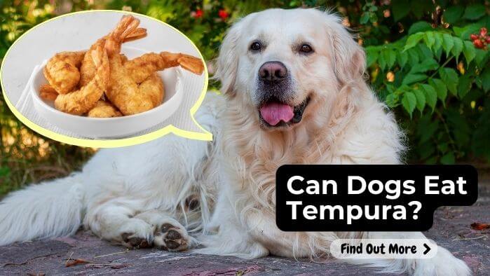 Can Dogs Eat Tempura