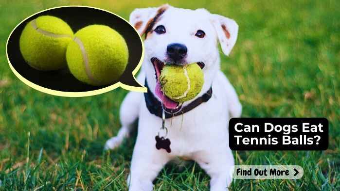 Can Dogs Eat Tennis Balls