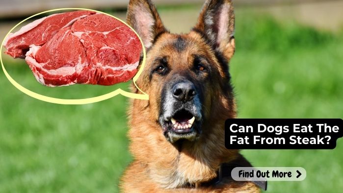 Can Dogs Eat The Fat From Steak