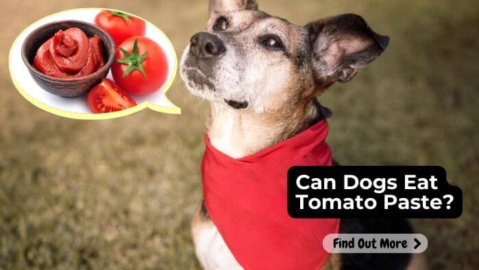 Can Dogs Eat Tomato Paste