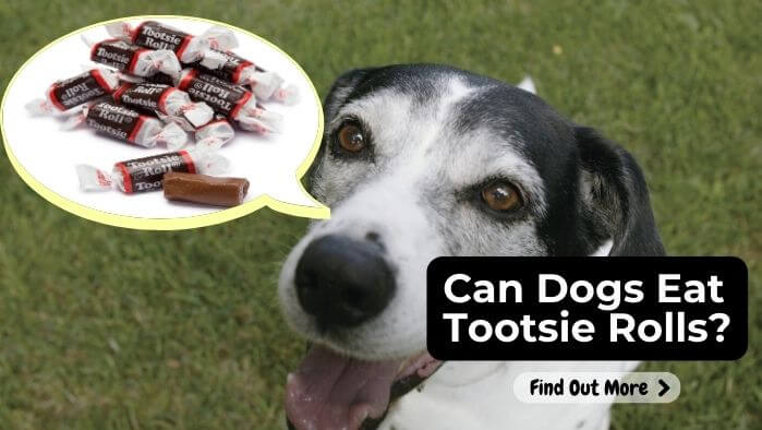 Can Dogs Eat Tootsie Rolls