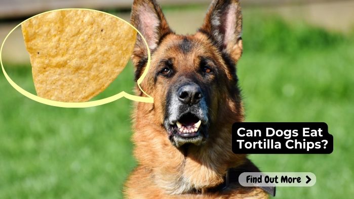 Can Dogs Eat Tortilla Chips