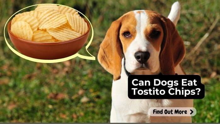 Can Dogs Eat Tostito Chips