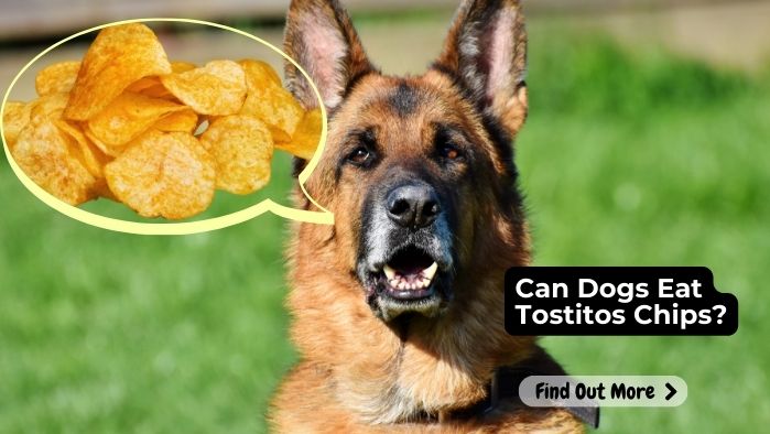 Can Dogs Eat Tostitos Chips