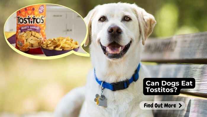 Can Dogs Eat Tostitos