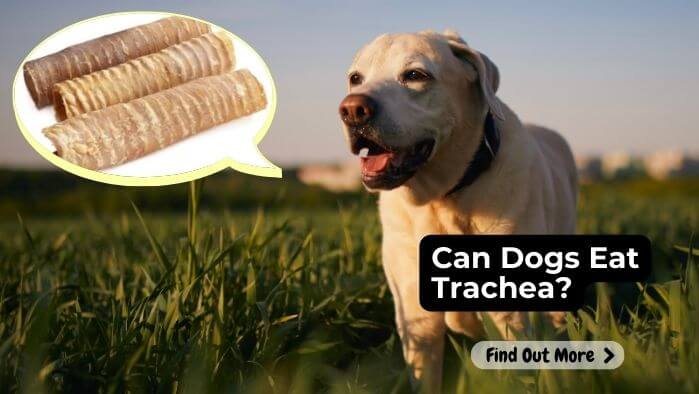 Can Dogs Eat Trachea