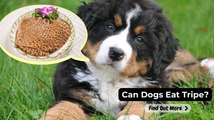 Can Dogs Eat Tripe?