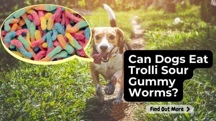 Can Dogs Eat Trolli Sour Gummy Worms