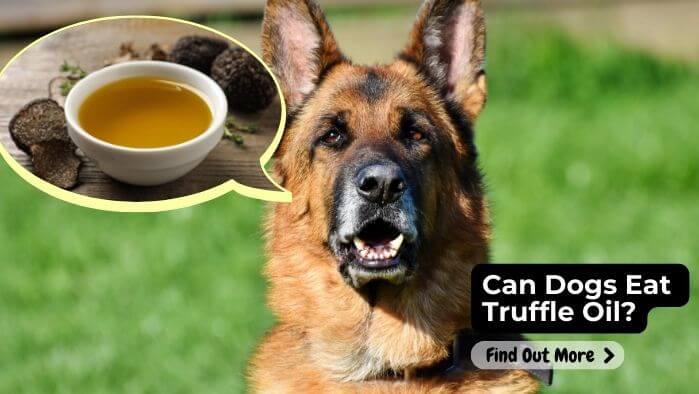 Can Dogs Eat Truffle Oil