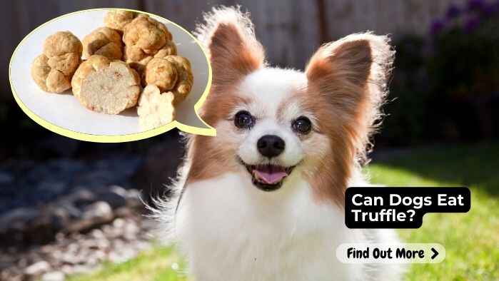 Can Dogs Eat Truffle