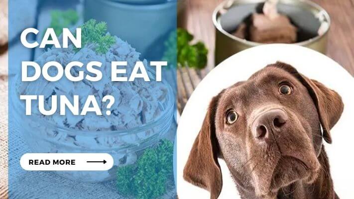 Can Dogs Eat Tuna