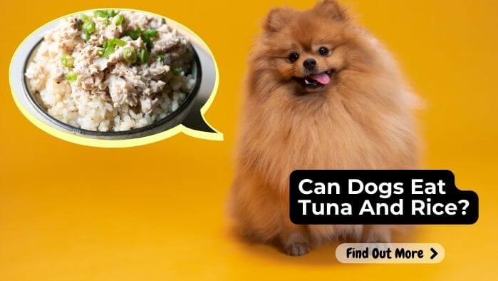 Can Dogs Eat Tuna And Rice