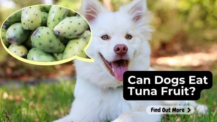 Can Dogs Eat Tuna Fruit