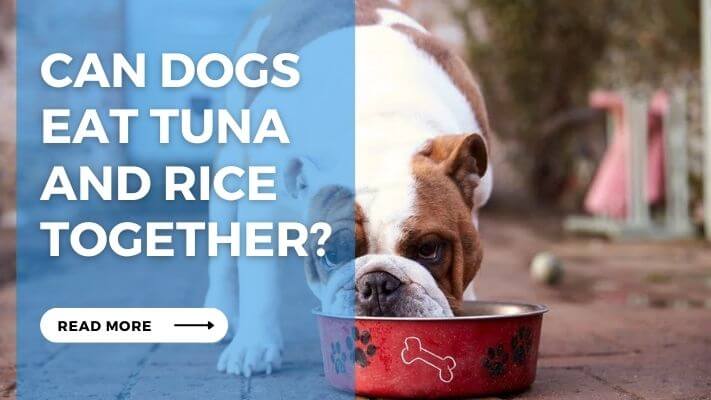 Can Dogs Eat Tuna and Rice Together