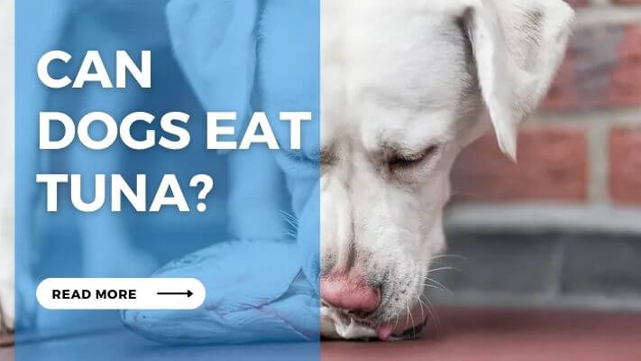 Can Dogs Eat Tuna