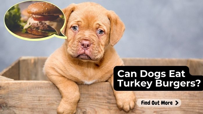 Can Dogs Eat Turkey Burgers?