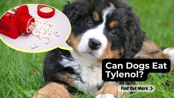 Can Dogs Eat Tylenol?