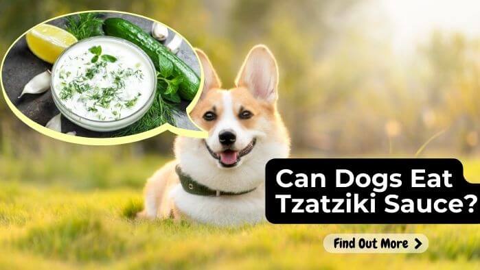 Can Dogs Eat Tzatziki Sauce