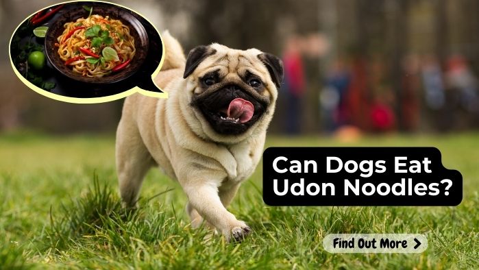 Can Dogs Eat Udon Noodles