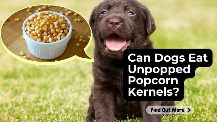 Can Dogs Eat Unpopped Popcorn Kernels