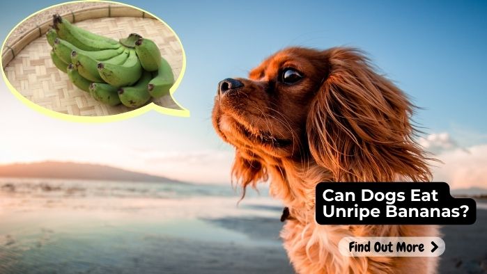 Can Dogs Eat Unripe Bananas