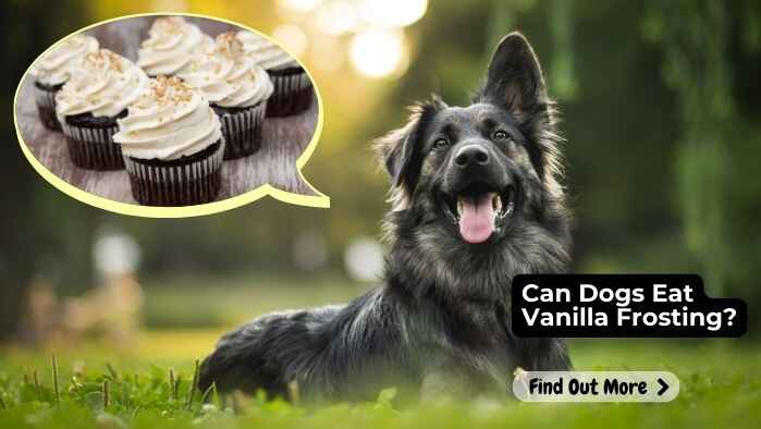 Can Dogs Eat Vanilla Frosting