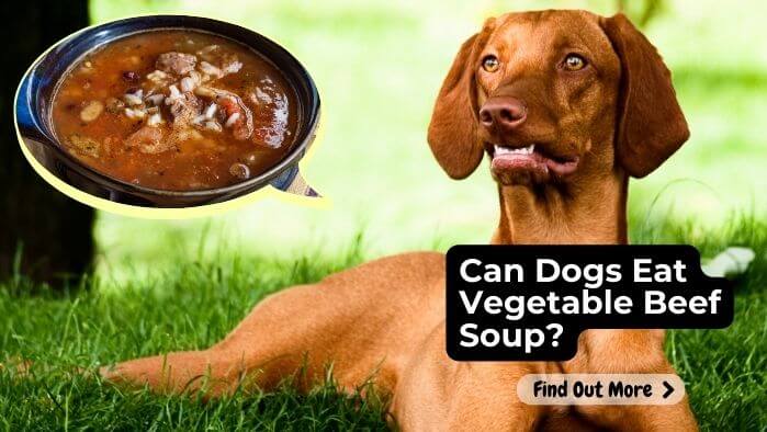 Can Dogs Eat Vegetable Beef Soup